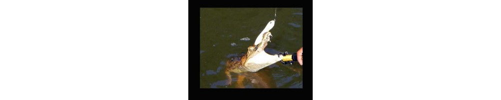 Imakatsu Trairao