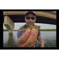 Spybaiting