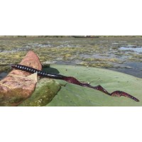 Zoom Old Monster Worm