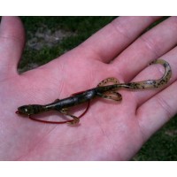 Zoom Mini Lizard