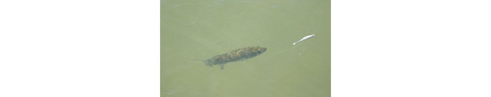 Zoom Super Fluke