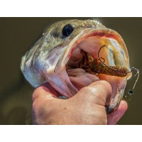 Yum Craw Papi