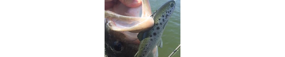 Huddlestone Shad