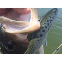 Huddlestone Shad