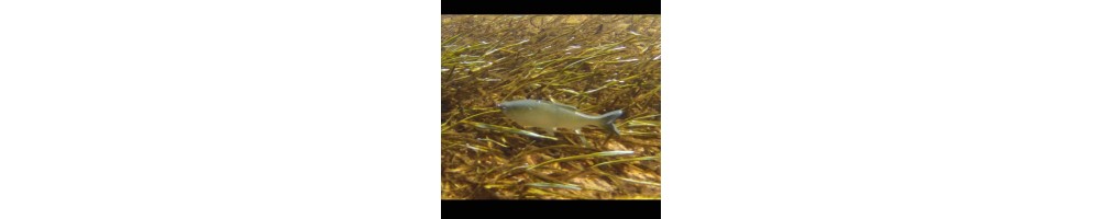 Huddlestone Grass Minnow