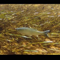 Huddlestone Grass Minnow