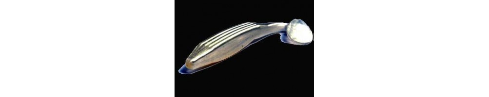 Zoom Swimin´Super Fluke