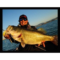 Megabass