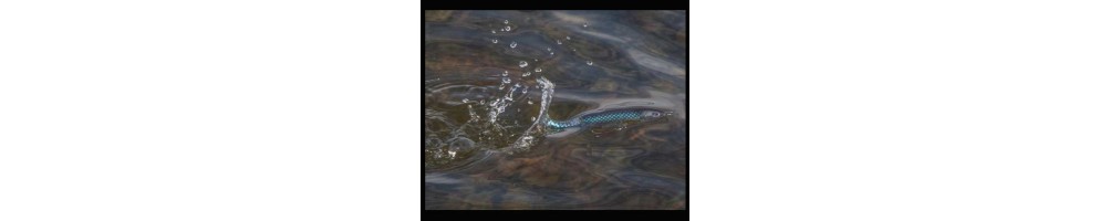 R2S Whopper Plopper