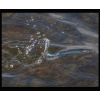 R2S Whopper Plopper
