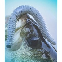Gary Yamamoto 5.5" Slink-O Flotante
