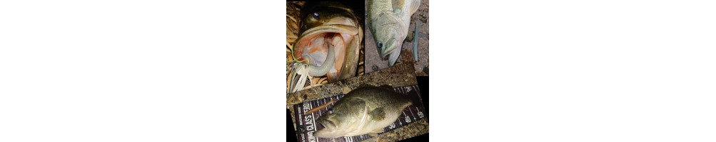 DRT Cramp Shad