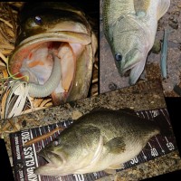 DRT Cramp Shad