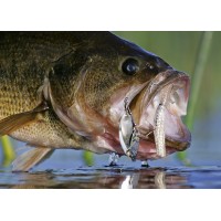 SPINNERBAITS